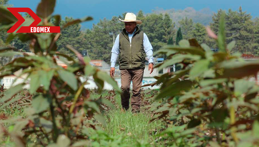 Fomento a la siembra de amaranto en el Oriente del Edomex