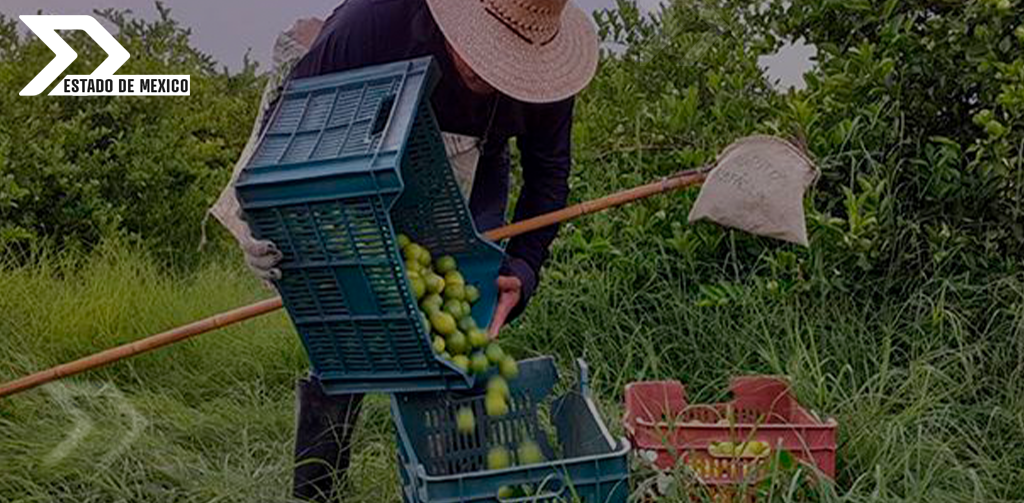 Procedimientos y requisitos para acceder al Fondo de Indemnizaciones de Secampo: apoyo a productores del Estado de México