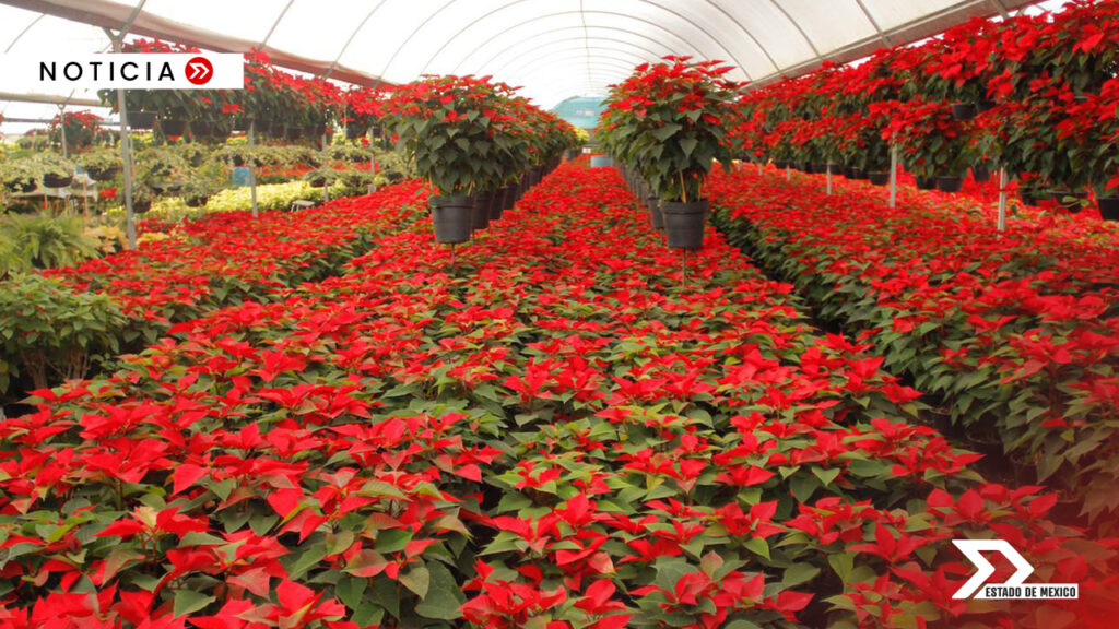 Se registra un aumento esta temporada navideña del 20% en los precios de la flor de Nochebuena en Edomex. El precio se encuentra entre 80 y 120 pesos este año.