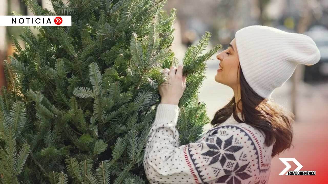 ¿Dónde comprar el árbol de Navidad en Edomex? Los mejores municipios