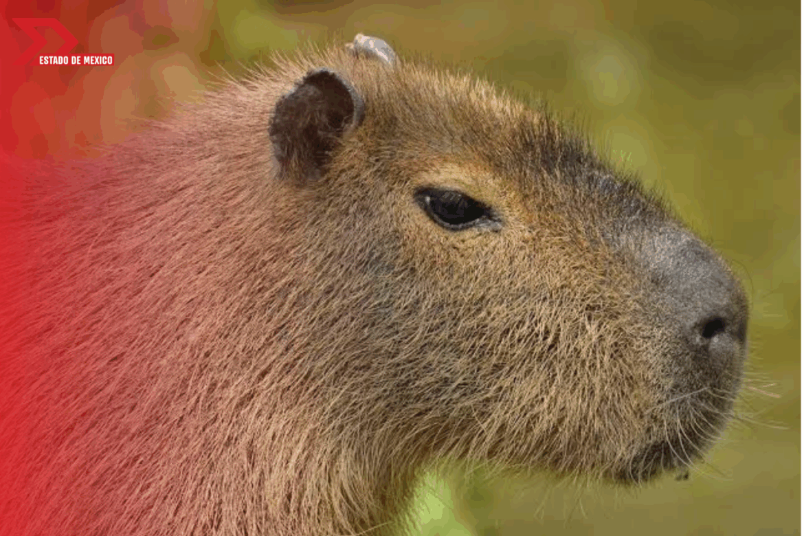 Capibaras edomex
